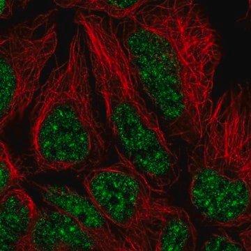 Anti-U2AF2 antibody produced in rabbit Prestige Antibodies&#174; Powered by Atlas Antibodies, affinity isolated antibody