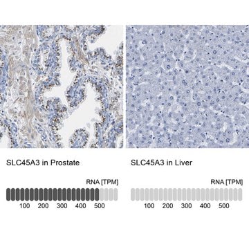 Anti-SLC45A3 antibody produced in rabbit Prestige Antibodies&#174; Powered by Atlas Antibodies, affinity isolated antibody, buffered aqueous glycerol solution