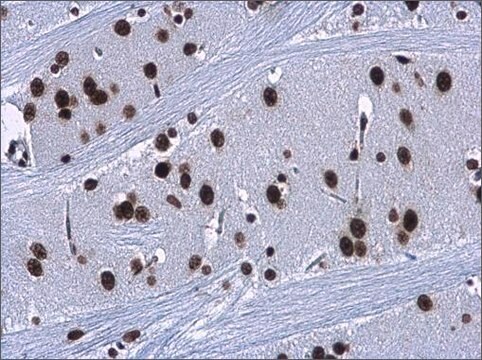 Anti-HMGA2 antibody produced in rabbit