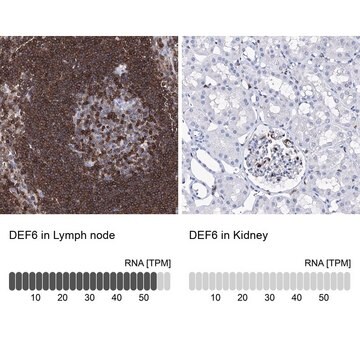 Anti-DEF6 antibody produced in rabbit Prestige Antibodies&#174; Powered by Atlas Antibodies, affinity isolated antibody, buffered aqueous glycerol solution