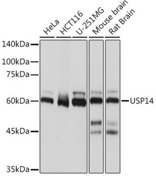 Anti-USP14 antibody produced in rabbit