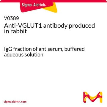 Anti-VGLUT1 antibody produced in rabbit IgG fraction of antiserum, buffered aqueous solution