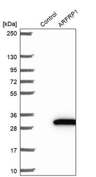 Anti-ARFRP1 antibody produced in rabbit Prestige Antibodies&#174; Powered by Atlas Antibodies, affinity isolated antibody, buffered aqueous glycerol solution