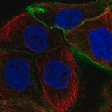 Anti-PDPN antibody produced in rabbit Prestige Antibodies&#174; Powered by Atlas Antibodies, affinity isolated antibody, buffered aqueous glycerol solution