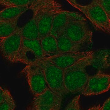 Anti-Lrrc31 Antibody Produced In Rabbit Prestige Antibodies&#174; Powered by Atlas Antibodies, affinity isolated antibody, buffered aqueous glycerol solution