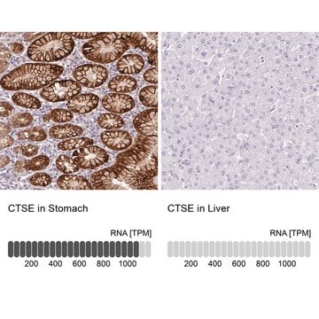 Anti-CTSE antibody produced in rabbit Prestige Antibodies&#174; Powered by Atlas Antibodies, affinity isolated antibody, buffered aqueous glycerol solution