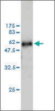 Monoclonal Anti-WDR6 antibody produced in mouse clone 2D4, purified immunoglobulin, buffered aqueous solution