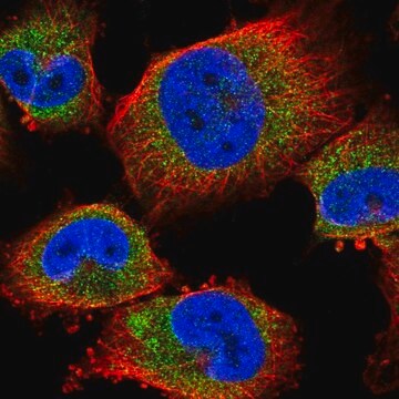 Anti-TMEM259 antibody produced in rabbit Prestige Antibodies&#174; Powered by Atlas Antibodies, affinity isolated antibody