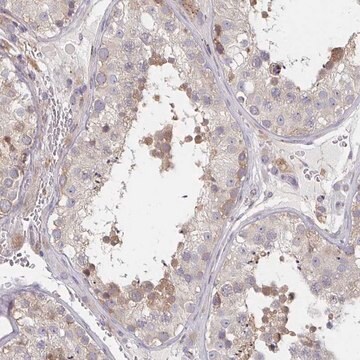 Anti-PSMG1 antibody produced in rabbit Prestige Antibodies&#174; Powered by Atlas Antibodies, affinity isolated antibody, buffered aqueous glycerol solution