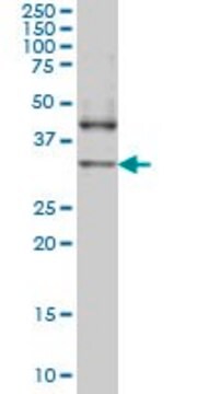 Monoclonal Anti-NANOG antibody produced in mouse clone 2C11, purified immunoglobulin, buffered aqueous solution