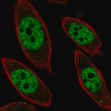 Anti-UBP1 antibody produced in rabbit Prestige Antibodies&#174; Powered by Atlas Antibodies, affinity isolated antibody, buffered aqueous glycerol solution