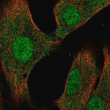 Anti-DUSP3 antibody produced in rabbit Prestige Antibodies&#174; Powered by Atlas Antibodies, affinity isolated antibody