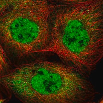 Anti-IPO7 antibody produced in rabbit Prestige Antibodies&#174; Powered by Atlas Antibodies, affinity isolated antibody