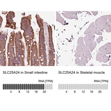 Anti-SLC25A24 antibody produced in rabbit Prestige Antibodies&#174; Powered by Atlas Antibodies, affinity isolated antibody