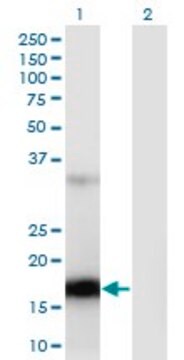 Monoclonal Anti-ZCCHC13 antibody produced in mouse clone 4G11, purified immunoglobulin, buffered aqueous solution