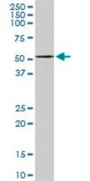 Anti-ZNF277 antibody produced in rabbit whole antiserum, buffered aqueous solution