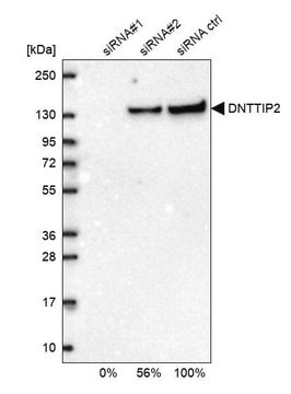 Anti-DNTTIP2 antibody produced in rabbit Prestige Antibodies&#174; Powered by Atlas Antibodies, affinity isolated antibody, buffered aqueous glycerol solution