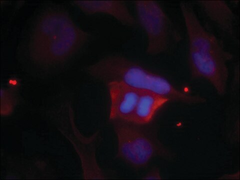 Anti-phospho-PPP1R1B (pThr75) antibody produced in rabbit affinity isolated antibody