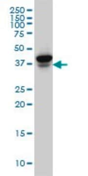 Monoclonal Anti-EIF4E2, (C-terminal) antibody produced in mouse clone 1A11, purified immunoglobulin, buffered aqueous solution