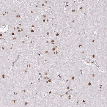 Anti-HNRNPU antibody produced in rabbit Prestige Antibodies&#174; Powered by Atlas Antibodies, affinity isolated antibody, buffered aqueous glycerol solution