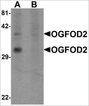 Anti-OGFOD2 antibody produced in rabbit affinity isolated antibody