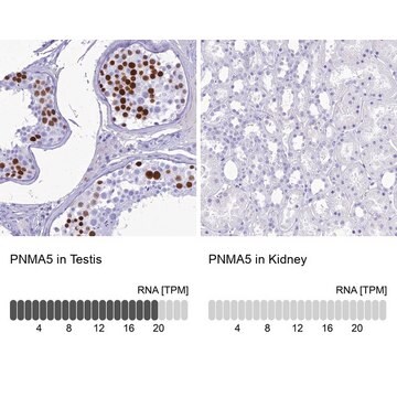 Anti-PNMA5 antibody produced in rabbit Prestige Antibodies&#174; Powered by Atlas Antibodies, affinity isolated antibody, buffered aqueous glycerol solution