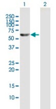 Anti-TXNRD1 antibody produced in mouse IgG fraction of antiserum, buffered aqueous solution