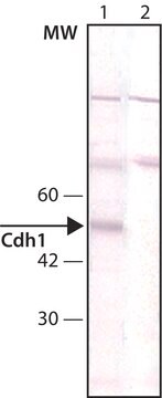 抗-Cdh1抗体，小鼠单克隆抗体 clone DCS-266, purified from hybridoma cell culture