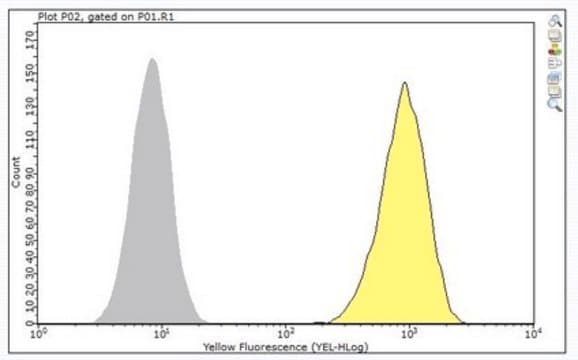 Anti-EphA2 Antibody, clone F2-27 clone F2-27, from mouse