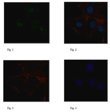 Anti-ZNF423 Antibody from rabbit, purified by affinity chromatography