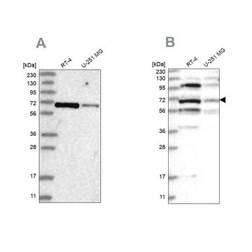 Anti-HOMEZ antibody produced in rabbit Prestige Antibodies&#174; Powered by Atlas Antibodies, affinity isolated antibody, buffered aqueous glycerol solution