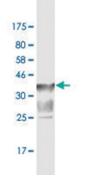 Monoclonal Anti-SLC44A2 antibody produced in mouse clone 1D5, purified immunoglobulin, buffered aqueous solution