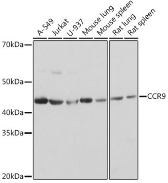 Anti-CCR9 Antibody, clone 4F7Q6, Rabbit Monoclonal