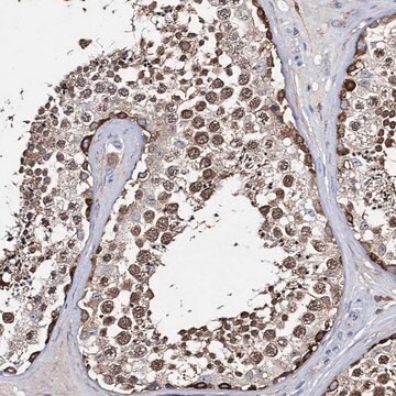 Anti-CFAP46 antibody produced in rabbit Prestige Antibodies&#174; Powered by Atlas Antibodies, affinity isolated antibody, buffered aqueous glycerol solution