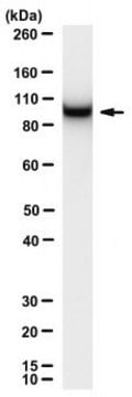 Anti-RdRp R2 of SARS-CoV Antibody, clone 3G2