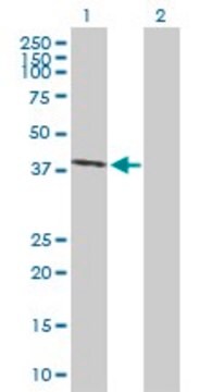 Anti-EAF2 antibody produced in mouse purified immunoglobulin, buffered aqueous solution