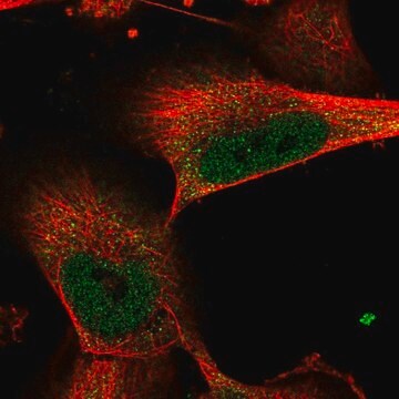 Anti-FANCI antibody produced in rabbit Prestige Antibodies&#174; Powered by Atlas Antibodies, affinity isolated antibody