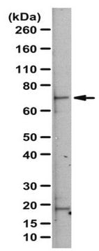 Anti-RLIM/Rnf12 Antibody serum, from rabbit