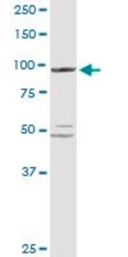 Anti-PYGL antibody produced in rabbit purified immunoglobulin, buffered aqueous solution