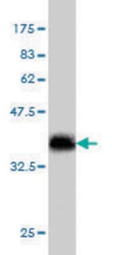 Monoclonal Anti-SLIT3 antibody produced in mouse clone 3C5, purified immunoglobulin, buffered aqueous solution