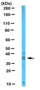 Anti-NHERF-2 Antibody, clone 32B6 clone 32B6, from mouse