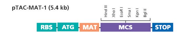 pTAC-MAT-Tag&#174;-1 Expression Vector bacterial vector for cytoplasmic expression of N-terminal MAT tag fusion proteins