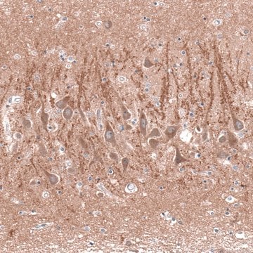 Anti-CACNA1H antibody produced in rabbit Prestige Antibodies&#174; Powered by Atlas Antibodies, affinity isolated antibody, buffered aqueous glycerol solution