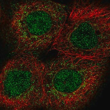 Anti-PUS1 antibody produced in rabbit Prestige Antibodies&#174; Powered by Atlas Antibodies, affinity isolated antibody