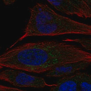 Anti-CHST2 antibody produced in rabbit Prestige Antibodies&#174; Powered by Atlas Antibodies, affinity isolated antibody