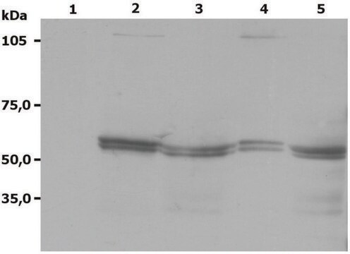 Monoclonal Anti-LYN antibody produced in mouse clone LYN-01