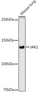 Anti-JAK1 Antibody, clone 7Q1B2, Rabbit Monoclonal