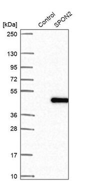 Anti-SPON2 antibody produced in rabbit Prestige Antibodies&#174; Powered by Atlas Antibodies, affinity isolated antibody, buffered aqueous glycerol solution