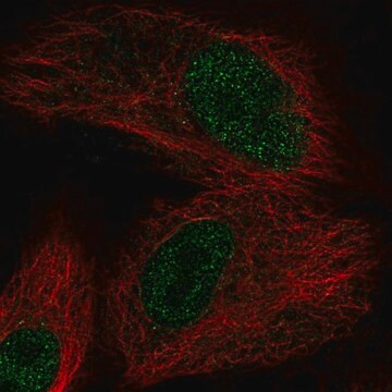 Anti-OXNAD1 antibody produced in rabbit Prestige Antibodies&#174; Powered by Atlas Antibodies, affinity isolated antibody