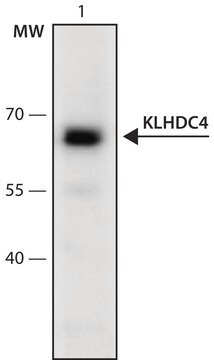 Anti-KLHDC4 (141-155) antibody produced in rabbit IgG fraction of antiserum